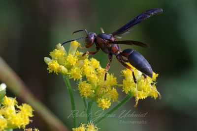 Paper Wasp on Goldenrod 24.jpg