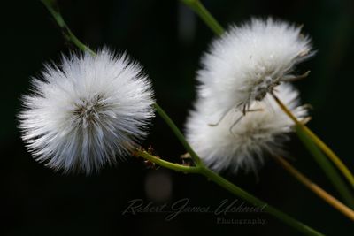 Sowthistle seed head 24.jpg