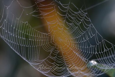 Web and dew 2 24.jpg