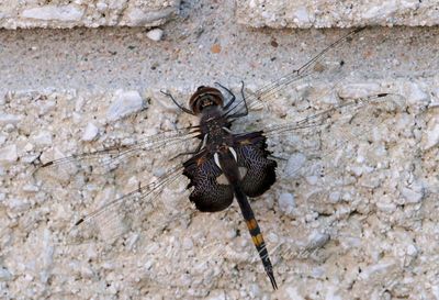 Black Saddle Bags Dragonfly 24.jpg