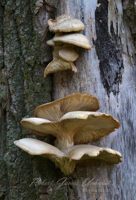 Oyster Mushrooms on tree 2 24.jpg
