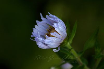 Fall Aster 24.jpg