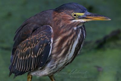 Green Heron close 24.jpg