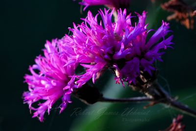 Ironweed blossom 24.jpg