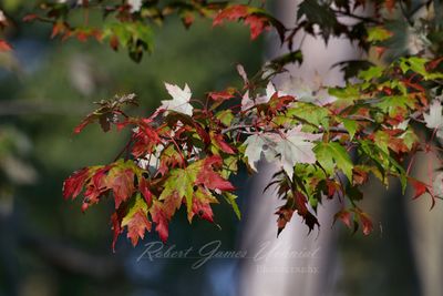 Maple late summer 24.jpg