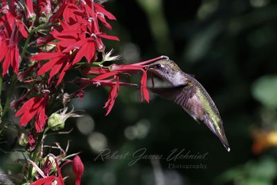 Ruby Throated Hummingbird female drinking 24.jpg