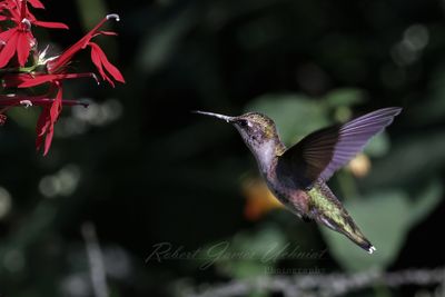 Ruby Throated Hummingbird female hovering 24.jpg