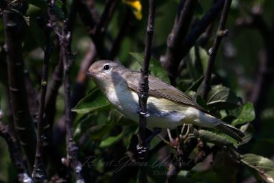 Warbling Vireo in tree 24.jpg