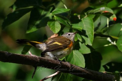 American Redstart 2 24.jpg