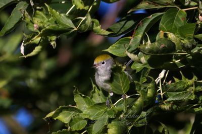 Chestnut Sided Warbler 2 24.jpg