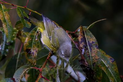 Nashville Warbler 2 24.jpg
