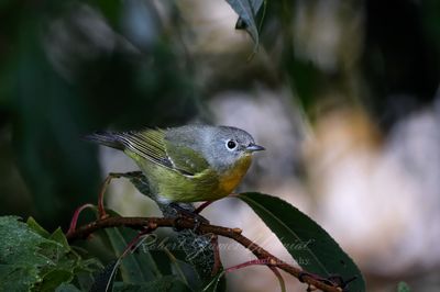 Nashville Warbler 24.jpg