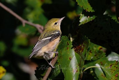 Bay Breasted Warbler in tree 24.jpg