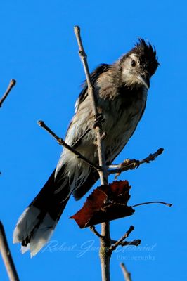 Blue Jay moulting 24.jpg