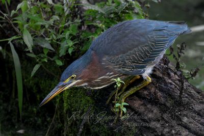 Green Heron hunting 24.jpg