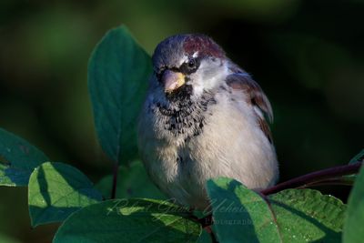 House Sparrow close 24.jpg