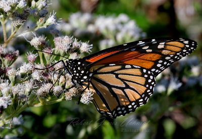 Monarch on Common Boneset 24.jpg