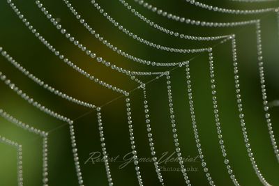 Web and dew close 24.jpg