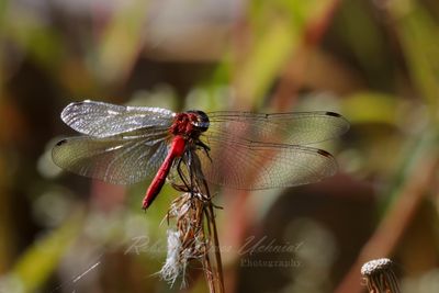 Autumn Meadowhawk dry stalk 24.jpg