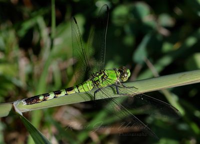 Eastern Pondhawk on reed 2 24.jpg