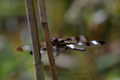 Twelve Spotted Skimmer on reed 24.jpg