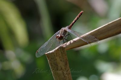 White Faced Meadowhawk on reed 24.jpg