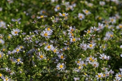 White Wood Asters 24.jpg