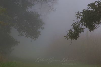 Stoney branches fog 24.jpg