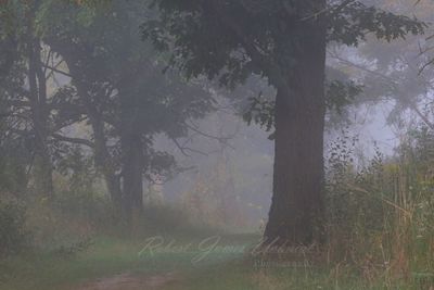 Stoney path fog 24.jpg