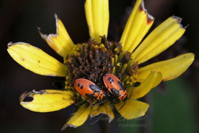 Small Milkweed Bugs 24.jpg