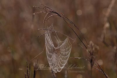 Web Phragmites and dew 24.jpg