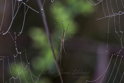 Long Jawed Orb Weaver 24.jpg
