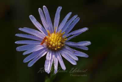 New England Aster single 24.jpg