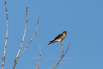 American Kestrel 24.jpg