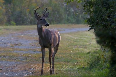 Young Buck 24.jpg