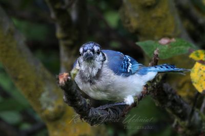 Blue Jay on branch 24.jpg