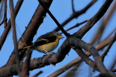 American Redstart 3 24.jpg