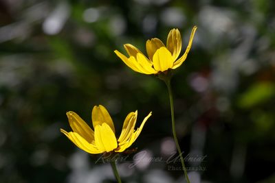 False Sunflower backlit 24.jpg