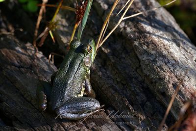 Northern Green Frog 24.jpg