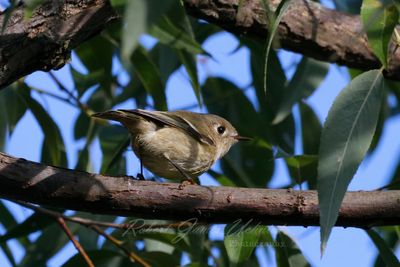 Ruby Crowned Kinglet female 2 24.jpg