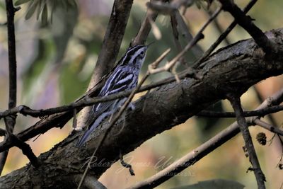 Black and White Warbler 24.jpg