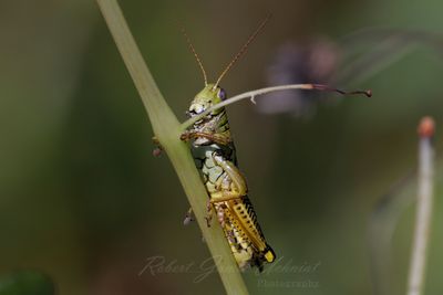 Differential Grasshopper on stalk 24.jpg