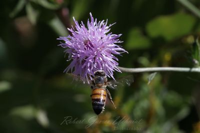 Honeybee in flight 24.jpg