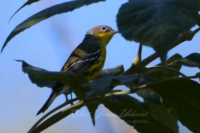 Magnolia Warbler 24.jpg