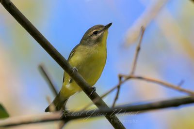 Philadelphia Vireo 2 24.jpg