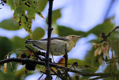Blackpoll Warbler female 2 24.jpg