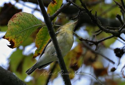 Blackpoll Warbler female 24.jpg