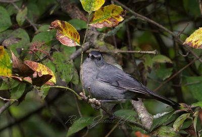 Gray Catbird on branch 24.jpg