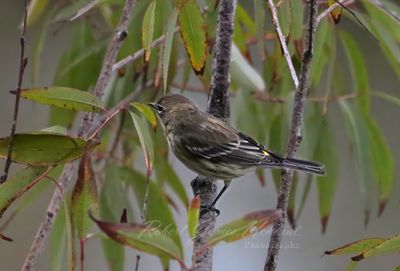 Yellow Rumped Warbler on branch 24.jpg