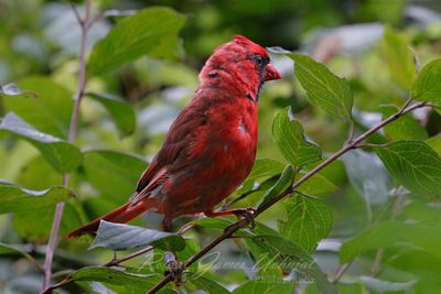 Cardinal new plumage 24.jpg